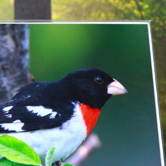 Rose Breasted Grosbeak 8" x 10" Fine Art Photography Print - Picture 3 of 3